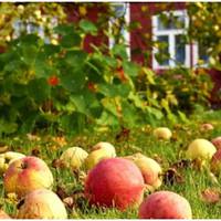 По від’їзді молодшого сина старший вирішив, що перевезе маму до себе в місто. Побула, та не довго. Їй легше дихалося в селі. Колись сини посадили для неї сад.