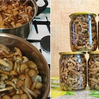 Мариновані опеньки за простим та смачним рецептом. Господині на замітку