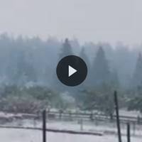 Зима близько! Три години назад в Карпатах випав перший сніг! Дивіться, що там зараз відбувається (фото, відео)