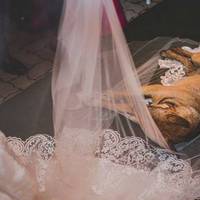 Під час весілля у храм увійшов безпритульний собака і ліг на фату нареченої. Ось що сталося далі!