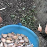 Сприятливі дні для посадки озимого часнику. Що мати гарний врожай наступного року