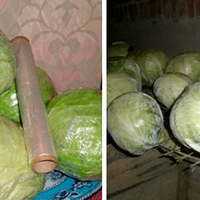 Способи зберігання капусти, які допоможуть її пролежати аж до весни