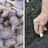 Сприятливі дні для висадки часнику восени. Городникам на замітку