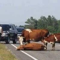 Водiйка джипа, збuла корiвку та ще й вимагала вiдшкодування матерiальної шкоди. Вiдповiдь директора молокозаводу гiдна оплесків..
