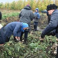 В колгоспі збирали буряки. А Микола повертався додому сам не свій. Старенький автобус зупинився на краю села, чоловік ступив на землю, дістав дві важкі сумки і попрямував до своєї хатини.