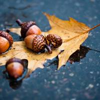 Гороскоп на тиждень з 2 по 8 листопада: астрологи розповіли, яким буде перший тиждень листопада для представників кожного знака Зодіаку