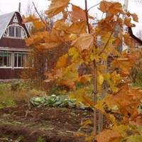 Коли ми дізналися, що я чекаю дитину, то чоловік відвіз мене жити на дачу. Приїжджав лише на вихідні, привозив мені продукти та найнеобхідніші речі.