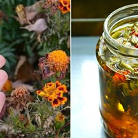 Засіб на основі чорнобривців, який позбавить вас від багатьох недуг. Їх називають подарунком небес