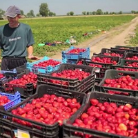 Харків'янин, який не розмовляв українською мовою, тому що 