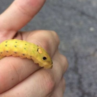 Цей хлопчик знайшов “дивного звіра” біля школи. Через два тижні весь світ дізнався, що сталося.