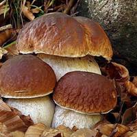 Варто знати! Прості правила заморожування та зберігання грибів!