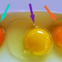 Вгадайте: яке з цих яєць було знесено здоровою куркою? Відповідь вас здивує!