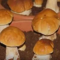 Вирощуємо білі гриби на підвіконні в горщиках – просто і швидко!