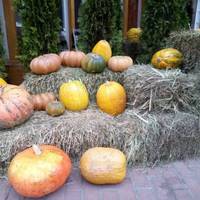 Попросила бабця квартиру її продати. Заїхав за Ганною Петрівною, а вона подивилася на мене немов вперше і як закричить: «Куди ти зібрався мене везти ?! Я стара жінка, невже ти не бачиш?!