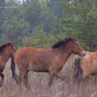 Унікальне середовище планети Земля! Чорнобильський заповідник отримав всесвітнє визнання і взятий під контроль ООН!