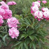 Літнього дня Марія, пораючись на подвір’ї, почула, як біля двору зупинився легковий автомобіль. Вийшов з нього гарний чоловік і попросив продати квіти з її квітника.