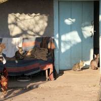 Якось прийшли до мене син з невісткою в гості. Стали просити, щоб я продала свою дачу, яка мені після чоловіка залишилася. Вони сказали, що хочуть купити квартиру, але якраз такої суми не вистачає.