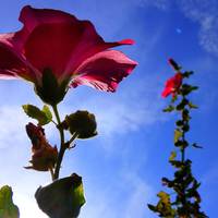 Найщасливіші люди 2021 року: астрологи розповіли, кому найбільше усміхнеться удача у рік Бика