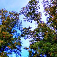 Зимове сонцестояння 21 грудня: 5 способів привернути удачу, гроші і благополуччя