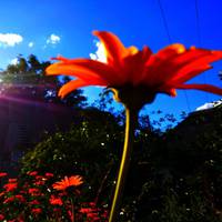 – А ти що, нічого жонці своїй не сказав?! Дорогенька, – звернулася до Алли, – його друга жінка спилася і підкинула мені дитину. Я гляділа, поки він холостякував, а тепер, пробачте, то вже ваші клопот