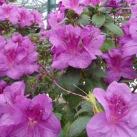 Якось на телефон з невідомого номера мені прийшло повідомлення, що мій чоловік мені зраджує з колегою по роботі. Нісенітниця! Помилилися номером, подумала я.