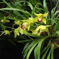 – Свекрусі 66 років, вона все життя прожила з тими зубами, що є, і її все влаштовувало! – скаржиться подругам Зіна. – А тепер, значить, з’ясовується, що їй жувати вже нічим, потрібні імпланти.