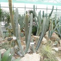 На Люсині крики прибігла свекруха і заявила: – Що кричиш? Гуляє хлопчик, нічого страшного. Чи ти думала, що він вічно буде біля твоїй спідниці сидіти? Сходи, налий гості чай. Швидко!