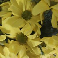 У житті Яни з’явився 53-річний чоловік. На весілля нікого не запросили, навіть батьків. Однак, медовий місяць пара провела на Балі. Все було добре. Проблеми почалися по приїзду на Батьківщину