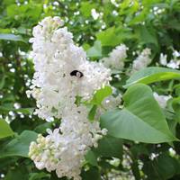 – А ти, невістонько, що робила? – Лежала. – Ну, хто справою займався, нехай сідає за стіл, а ти йди лежи далі