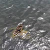 – Я в торговий центр заходила. Дивлюся – назустріч Віра йде, з солідним чоловіком під ручку, в обох обручки. Я посміхнулася: знала, Вєрка моя заміж вийшла, але жодного разу її чоловіка не бачила.