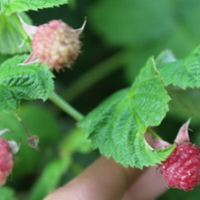 Свекруха була проти нашого шлюбу, відмовилася навіть внучку прописувати і усіляко намагалася вижити нас з квартири. А потім прилетіла відплата, тепер ходить мало не щодня і скаржиться