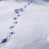 Дороги снігом замело, автобусів немає, взяв я попутницю. А вона і каже: – Дитинку чекаю я, а коханого маго не стало. Батьки відправили до лікаря, сказали, що годувати не будуть нас