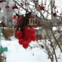 Цього року Галина вже третє Різдво святкувала без своїх дітей. У свої 72 навіть куті не могла зготувати. Так би й просиділа весь вечір на стільці біля віконця. Навіть не думала, що вона комусь ще буде