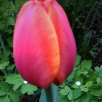 Знаки Зодіаку, для яких 2021 рік стане неймовірно щасливим