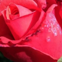 Я хотіла спочатку закінчити інститут, а потім вже думати про весілля, але доля розпорядилася посвоєму. А коли я була на сьомому місяці, наречений мене кинув.