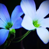 4 знаки Зодіаку, яким усміхнеться удача у лютому