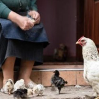 Через пів години приїхала Світлана з чоловіком, зять зайшов до хати і навіть не привітався. – Мамо, переїжджай до нас, будеш з дітьми допомагати і тобі не так самотньо буде.