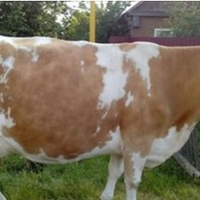 Місяць тому не стало тата. Ми з дружиною поїхали в село, допомогли все організувати, а витрати поділили з братом в рівних долях. А вчора Микола мені сам зателефонував, він просив, щоб я приїхав і напи