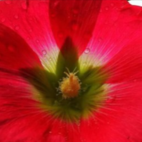 Астрологи назвали три знаки Зодіаку, які знайдуть щастя в 2021 році