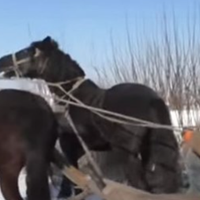 Вже місяць минув відтоді, як Ольга дізналася, що чоловік повернувся з заробітків, але не приїхав додому, а подався у сусіднє село. Саме там жила Людмила. Та жінка, на яку він проміняв дружину та троє