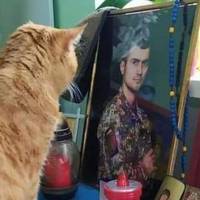 Після загибелі господаря коцур обіймає його портрет, спить біля нагород і рукописів Героя України.