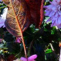 Астрологи назвали три знаки зодіаку, яким щастить частіше, ніж іншим