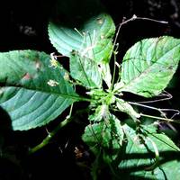 5 знаків Зодіаку, яким найбільше пощастить навесні 2021 року