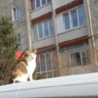 Все буде Україна