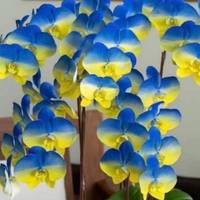 На Тайвані вивели новий сорт орхідей — він називається 