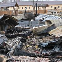 Їдять собак і бомблять зоопарки: як російські військові нещадно знущаються з тварин (відео 18+)