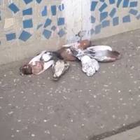 Бояться українського вірусу. У Бєлгороді росіяни труять голубів