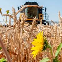 Росія намагалась продати Єгипту вкрадене в Україні зерно