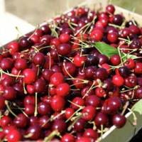 У Мелітополі фермери піднесли окупантам “подарунків”, нагодувавши їх отруєною черешнею