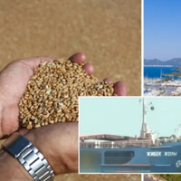 Заявили, що на зерні не написано, чиє воно: Туреччина не поспішає заарештовувати російське судно 